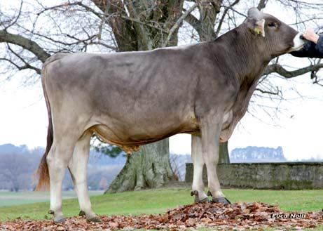 Enkele recente praktijkproeven in Amerika en Duitsland tonen aan dat de F1 koeien tussen Holstein en Brown Swiss evenveel tot zelfs iets meer melk geven dan de zuivere Holsteins.