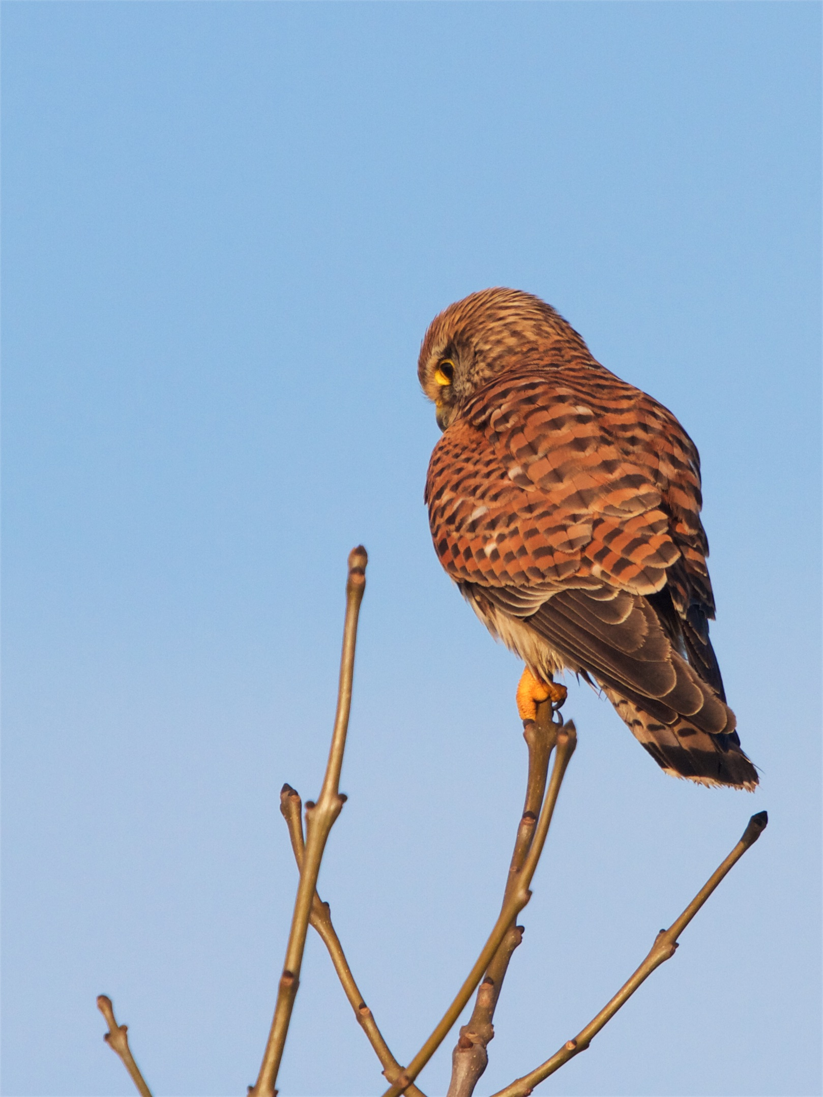 Falco tinnunculus Orde : Roofvogels Falconiformes Familie : Valken Falconidae Grootte: 34, 39 cm