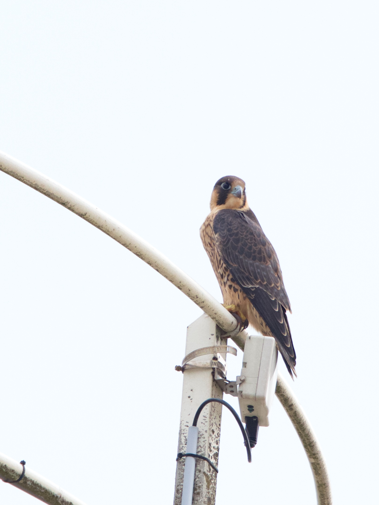 Falco peregrinus Orde : Roofvogels Falconiformes Familie : Valken Falconidae Grootte 38 en 51 cm Spanwijdte 95 en 115 cm