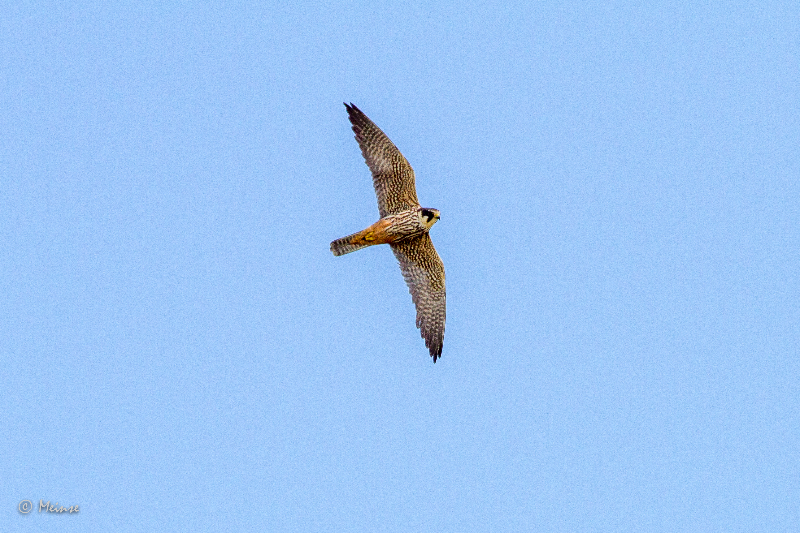 Falco subbuteo Orde Roofvogels Falconiformes Familie Valken Falconidae Grootte 29 en 36 cm waarvan 13 cm staart