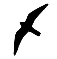 Boomvalk Wat valt op: het ranke, strakke sikkelvormige silhouet dat aan een grote (gier)zwaluw doet denken de witte wangen en de zwarte baardstreep de snelle onstuimige vlucht met stijve, 'trekkende'