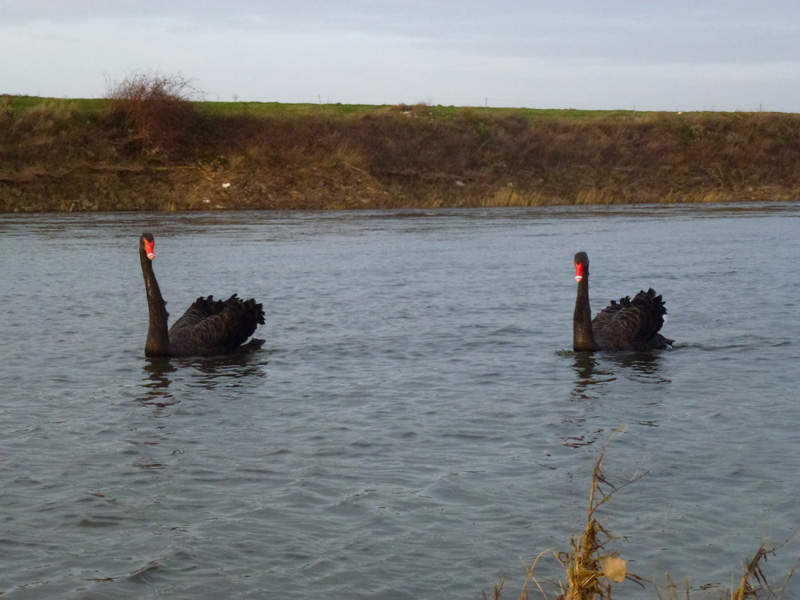 Lekker struinen langs de randen van de Maas, met grazende galloways, veel zwanen en ander gevogelte, een koppel zwarte zwanen, en de stevig stromende Maas.