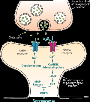 Pathologische mechanismen (chronische) pijn (1) AMPA receptoren Na + en K + kanalen Dorsale hoorn neuronen Activatie door glutamaat NMDA receptoren Langdurige activatie AMPA Wijziging rustpotentiaal