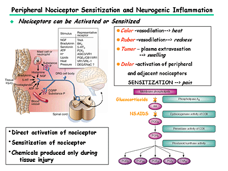 Pathologische pijn (3) Neurogene inflammatie Perifere sensitizatie productie prostanoiden ter hoogte van weefselbeschadiging inductie COX-2 Activatie macrofagen (binnen ruggenmerg)»