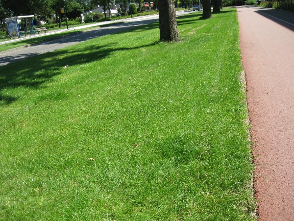 Gazon (met bollen / talud / trapvelden) Het gras is goed gesloten en heeft weinig beschadigingen of kale plekken Er zijn weinig oneffenheden en/of rijsporen Het gras is goed begaanbaar, minder bij