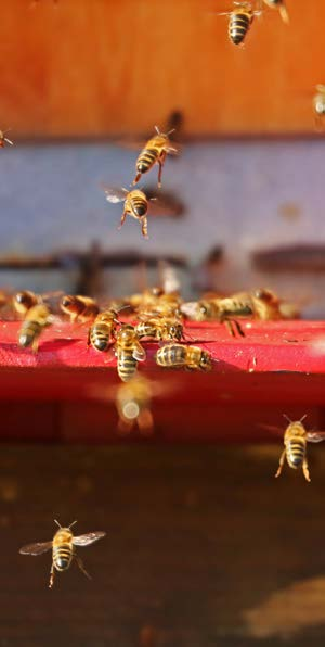 Wij & de Bij Een korte introductie om een indruk te krijgen wat het houden van bijen omvat. Als de bijen sterven, volgt de mensheid binnen twee jaar aldus Einstein.