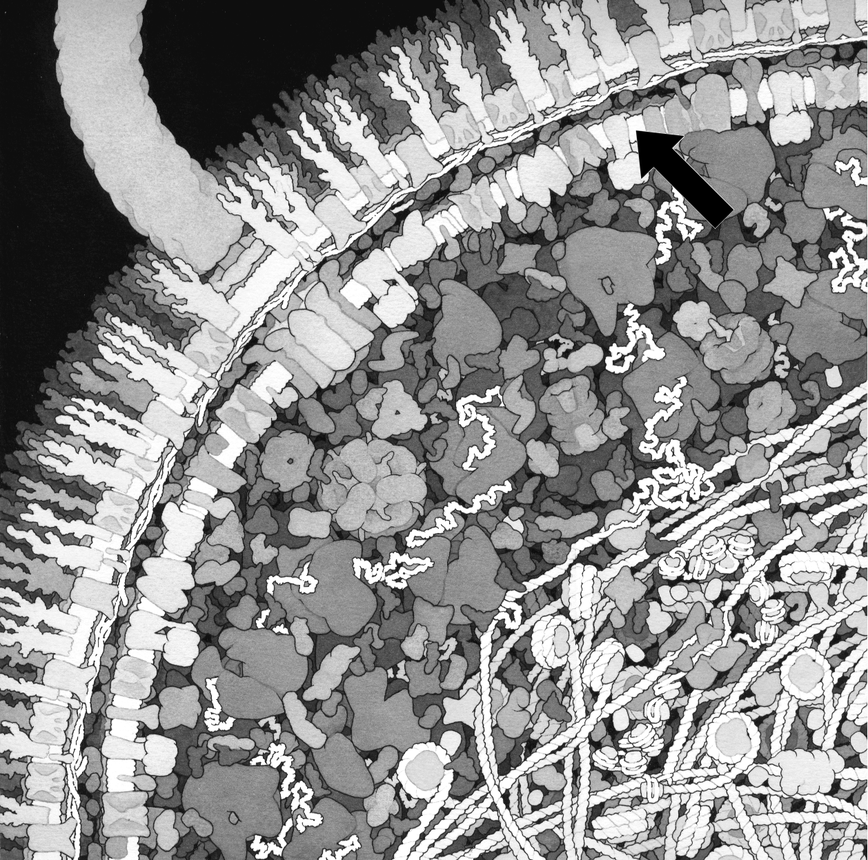 Nederlandse samenvatting Figuur 2. Schematische doorsnede van een bacterie cel als Escherichia coli. De gebogen staart in de linker boevnhoek is de flagel waarmee de bacterie zich kan voortbewegen.