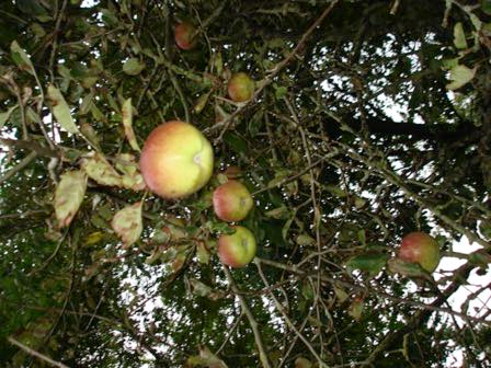 Net echt In de stille tuin hangen er appelen