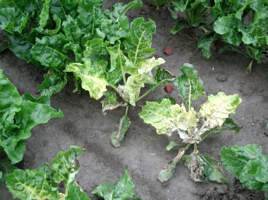 Callisto is een onkruidbestrijdingsmiddel in de maïsteelt. De bladeren van de jonge bie-tenplanten verkleuren van onder naar boven wit en de groei staat stil (figuur 6.31). Soms sterven bieten af.