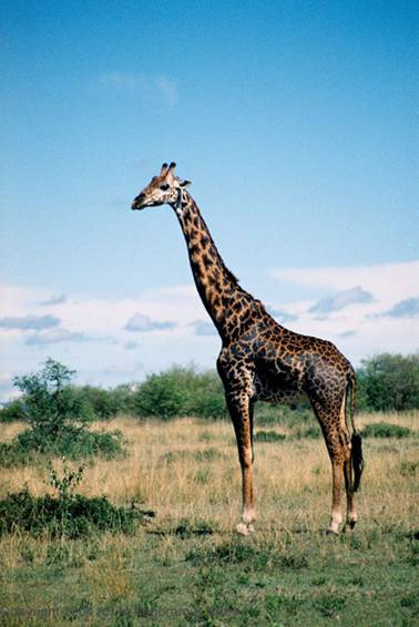 Net zoals een paard, ezel en varken is een giraffe een hoefachtige, dat betekent dat ze dus hoeven hebben.