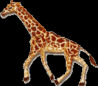 Eten en drinken van de giraffe? De giraffe heeft ook nog een hele bewegelijke tong. De tong is 40 cm lang en is helemaal zwart.