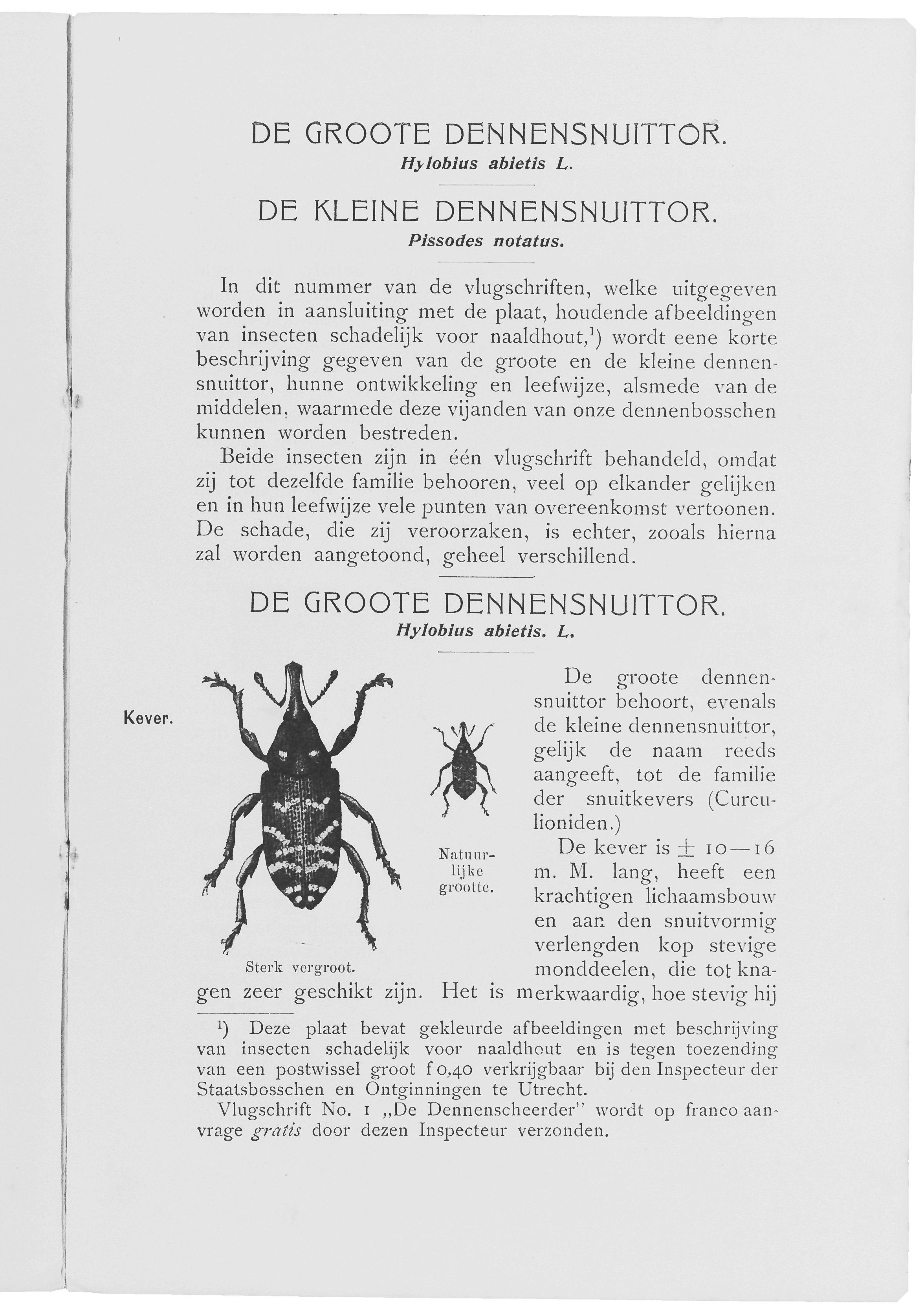 DE GROOTE DENNENSNUITTOR. Hytobius abletis L. DE KLEINE DENNENSNUITTOR. Pissodes notatus.