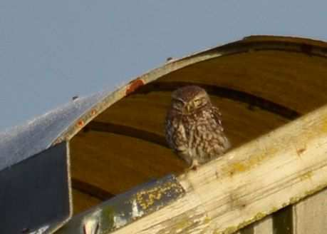 een nest in de stal. Deze bevindt zich tussen de dakisolatie en de golfplaten. Op waarneming.nl zijn waarnemingen van Steenuilen op het erf bekend vanaf 2011.