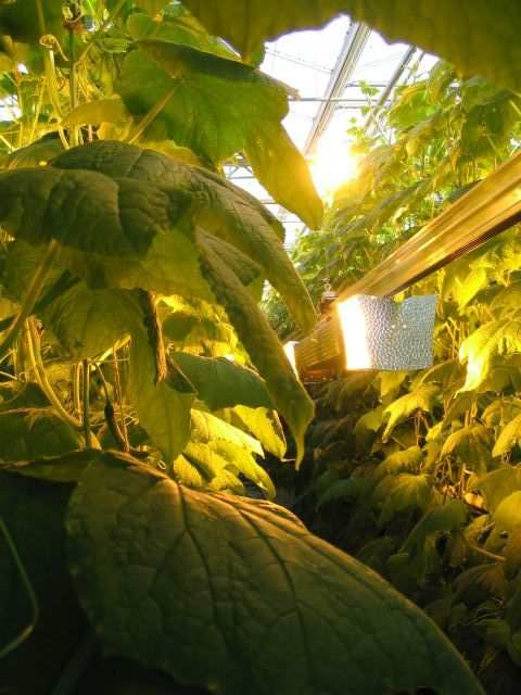 Ontwikkelingen in gewassen: komkommer Onderzoek: Innokom+ in semi gesloten kas Minstens 120 kg/m2 Hoge draad Hangende