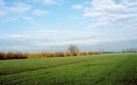 Laaggelegen kalkloze klei- en veengronden Grasland is het meest voorkomende gebruik van laaggelegen kalkloze kleien veengronden.