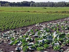 Enerzijds betekent dit een constant vrijkomen van stikstof, anderzijds verdwijnt het veen na verloop van tijd door de vertering en moet, om dit te voorkomen, de grondwaterstand hoog gehouden worden,