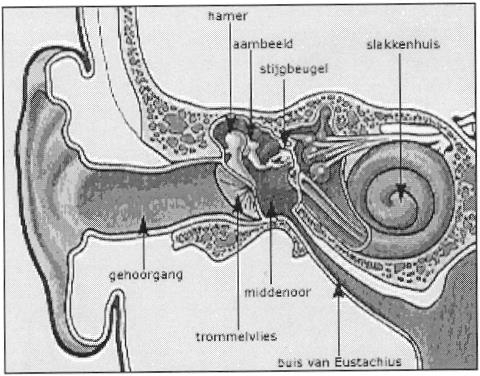 Op de afbeelding kunt u zien waar deze onderdelen zich precies in het oor bevinden.