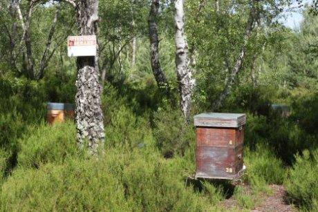 Men moet het aantal conservatiegebieden dringend vermeerderen om op die manier zo veel mogelijk bijen, aangepast aan een maximum aan verschillende omstandigheden, te beschermen De imkerpraktijken
