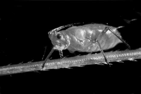 1p 4 Tuinders die biologische producten telen mogen niet elke meststof gebruiken.