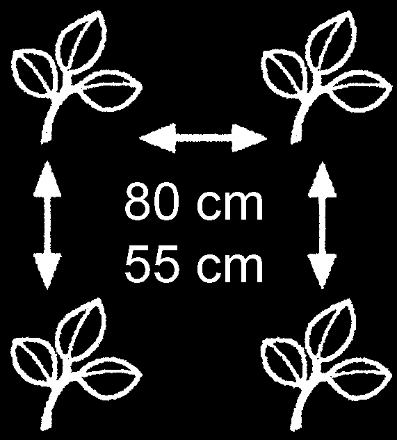 Wanneer er 3 à 4 bloemtrossen zijn, de top van de plant afbreken. Regelmatig water geven.