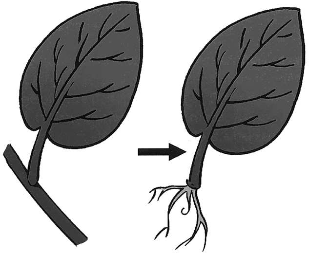 plantendelen die