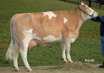 Rotax: de allerhoogste Fleckvieh-stier ter wereld voor uierscore, gecombineerd met maar liefst 118 voor de benen. Een melkrijke Ress-zoon waarvan de kalveren zeer gemakkelijk geboren worden!