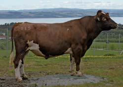 Beenwerk 97 Celgetal 105 Uier 116 Sterke koeien hoge producties 50% hoornloos Prijs: 18 euro no.