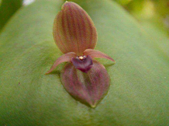 Ook de prachtige Bulbophyllums werden voorbijgelopen tot iemand meekeek op het schermpje van de camera en de