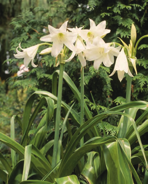 2. Amaryllidaceae, Narcisfamilie [Chlidanthus] Chlidanthus fragrans Feelelie Bloemvorm: trompetvormig Bloemkleur: geel