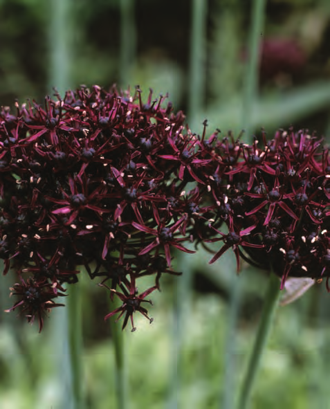 1. Alliaceae, Lookfamilie [Allium] Allium Ambassador Sierui Bloemvorm: bolvormig Bloemkleur: donkerpurper juni-juli Maat