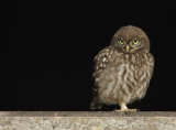 Overleving en Dispersie van Nederlandse Steenuilen (Pascaline le Gouar & Hans Schekkerman (Vogeltrekstation, Heteren) (zie: www.steenuil.nl/pdf/pascaline_ld170109.