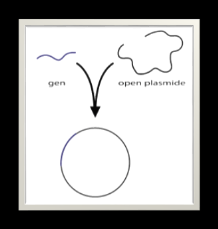 Slide 10 Plakken Aan elkaar plakken van het gen en de open plasmide Geeft een dichte plasmide met het gen Nu het gen en de