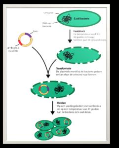 Slide 13 Transformatie Bacteriën een heat shock geven Plaat de bacteriën uit Laat ze s nachts delen Tijdens de transformatie wordt de plasmide in de bacteriën gebracht.