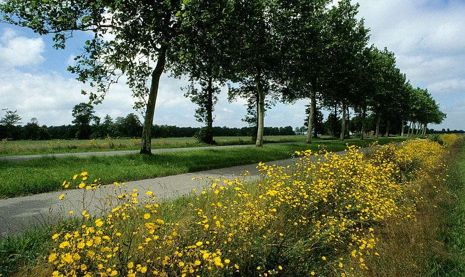 Oorspronkelijk was deze zandige grond voedselarm en zuur, maar door omgevingsfactoren is de bodem matig voedselrijk geworden en