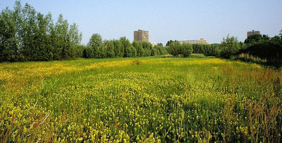 In dit weiland, dat onderdeel uitmaakt van een groene lob in de stad, is het waterpeil verhoogd.