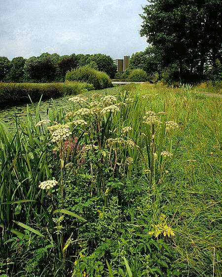 Stadspark Veenendaal Rond 1985 waren de vijverbeschoeiingen in het stadspark van Veenendaal zo slecht dat ze machinaal niet meer gemaaid konden worden.