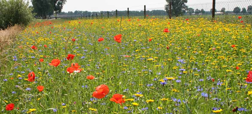 A6 Éénjarig akkerbloemenmengsel - zéér bloemrijk - voor een zonnige plek - jaarlijks de grond bewerken/lostrekken - jaarlijks een beetje bijzaaien - niet maaien voordat de bloemen uitgezaaid zijn -