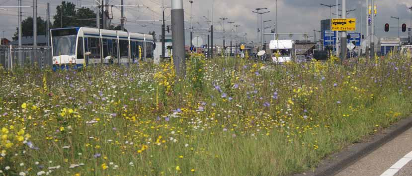 Ruderale mengsels aanleg en beheer Ruderale vegetaties ontstaan vaak op plaatsen waar de grond regelmatig, maar niet per se jaarlijks verstoord wordt en kun je daarom ook storingsvegetatie noemen.