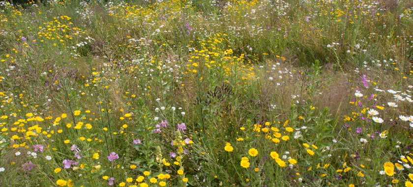 B1 Kleurrijk mengsel Ruderale soorten - tweejarigen en kortlevende vaste soorten - zéér bloemrijk - gemengd laag en hoog - voor een zonnige plek - iedere 3 jaar de grond licht lostrekken - veel kleur