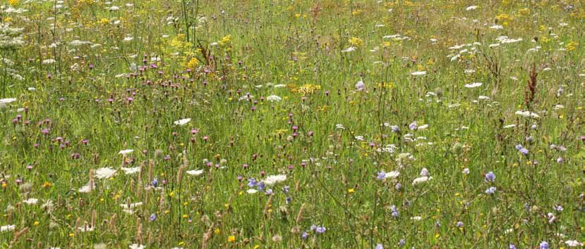 G2 Algemeen bloemrijk graslandmengsel voor voedselrijke en kleigronden - bloemrijk grasland - voor (matig) voedselrijke en kleigronden - vooral vaste soorten - ingetogen bloei van verfijnde soorten -