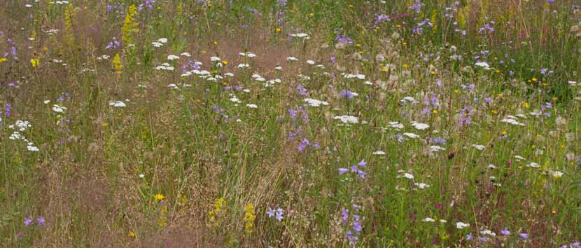 G4 Zeer bloemrijk graslandmengsel voor schralere, niet te natte, bij voorkeur kalkrijke grond - zeer bloemrijk grasland - voor schralere, liefst kalkrijke grond - voornamelijk vaste soorten - voor