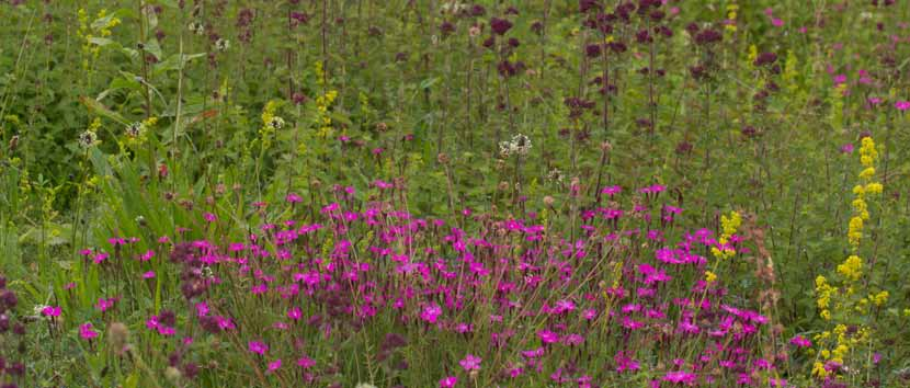 M4 Laag, bloemrijk graslandmengsel voor schrale, droge, bij voorkeur kalkrijke grond - bloemrijk grasland - voor schrale, bij voorkeur kalkrijke grond - voornamelijk vaste soorten - voor een zonnige