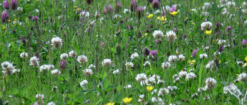 M5 Bloemrijk graslandmengsel Nectar onder het maaimes - meezaaien met reguliere gazongrasmengsels - voornamelijk vaste soorten - iedere 1-2 weken maaien (en afvoeren) - of: iedere 3-6 weken maaien en