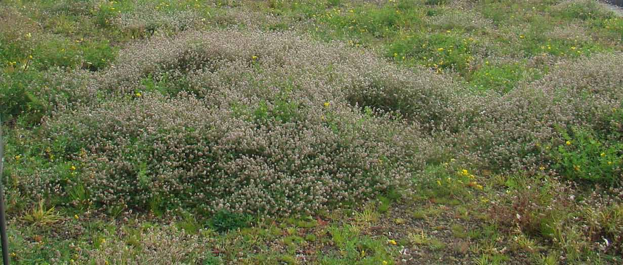 D2 Dakmengsel Bloemrijk mengsel voor ecologische dakbegroeiing - voornamelijk vaste soorten - een plek in de zon of lichte halfschaduw - schrale tot matig voedselarme grond - droge tot normaal