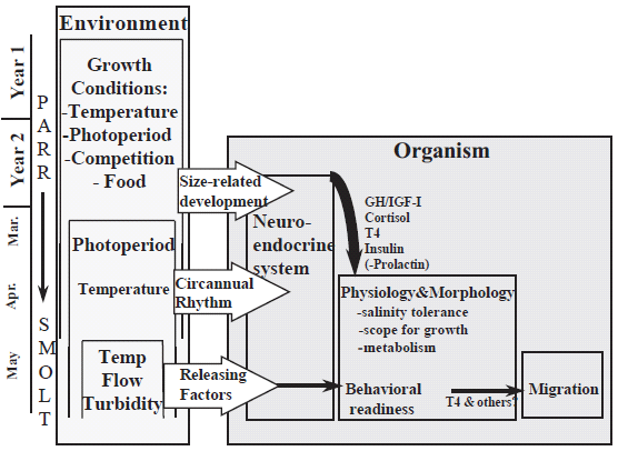 raken in nevenwateren en doodlopende delen (Hanson & Jonsson, 1985, geciteerd in McCormick et al., 1998). Figuur 2.