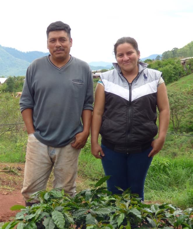 Solidaridad heeft trainingen georganiseerd en gegeven aan koffie producenten. 82% van de getrainde koffie producenten hebben 2 of meer geleerde teelttechnieken toegepast.