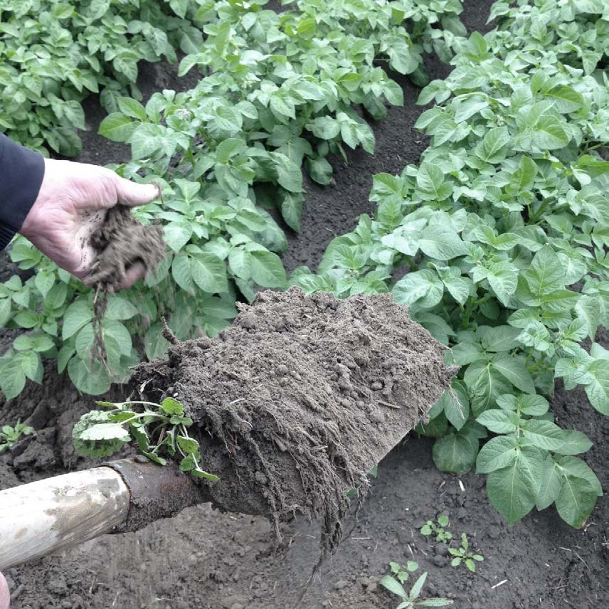 3.1.4 Perceel D Aardappel De aardappelen (Agria) staan na rogge in 2014. Na de oogst van de rogge is een haver/wikke mengsel gezaaid als groenbemester.