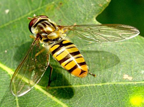 - 17 - o 31 juli: Aangetroffen in insectenbus: veldmuis, mestvlieg, hooiwagen, groene rups, soldaatjes, kortschildkevers.