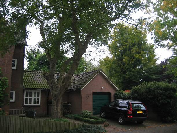 Molenstraat 6 Notenboom, Juglans regia Criteria: Basis 1, 2 A, D Plantjaar 1930 G.E.