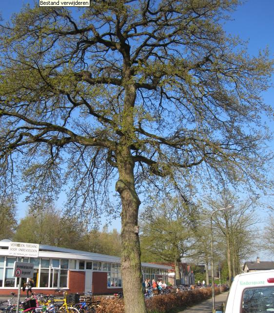 Van Ittersumstraat 7 Eik, zomer Quercus robur Criteria: Basis 1, 2 A,B,E 2 6382 6685 44 42 40